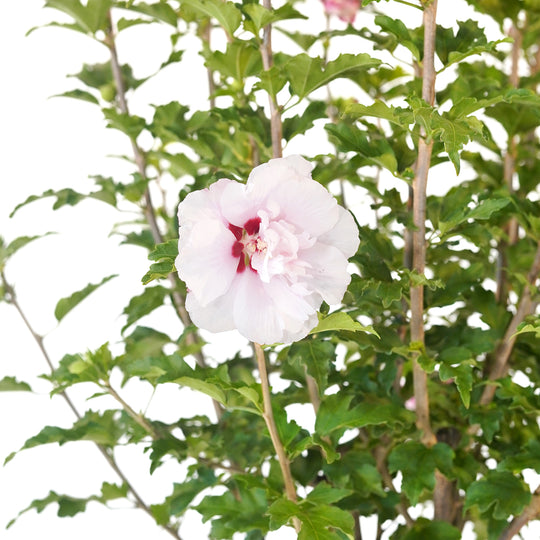 Close-up of a Pink Althea Rose of Sharon flower bloom with a dark red center eye