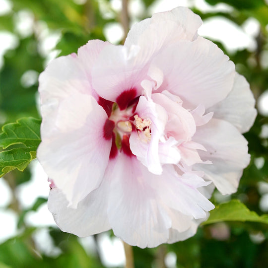 Close-up of a blooming light pink and white double ruffled Althea Rose of Sharon flower with a deep red center