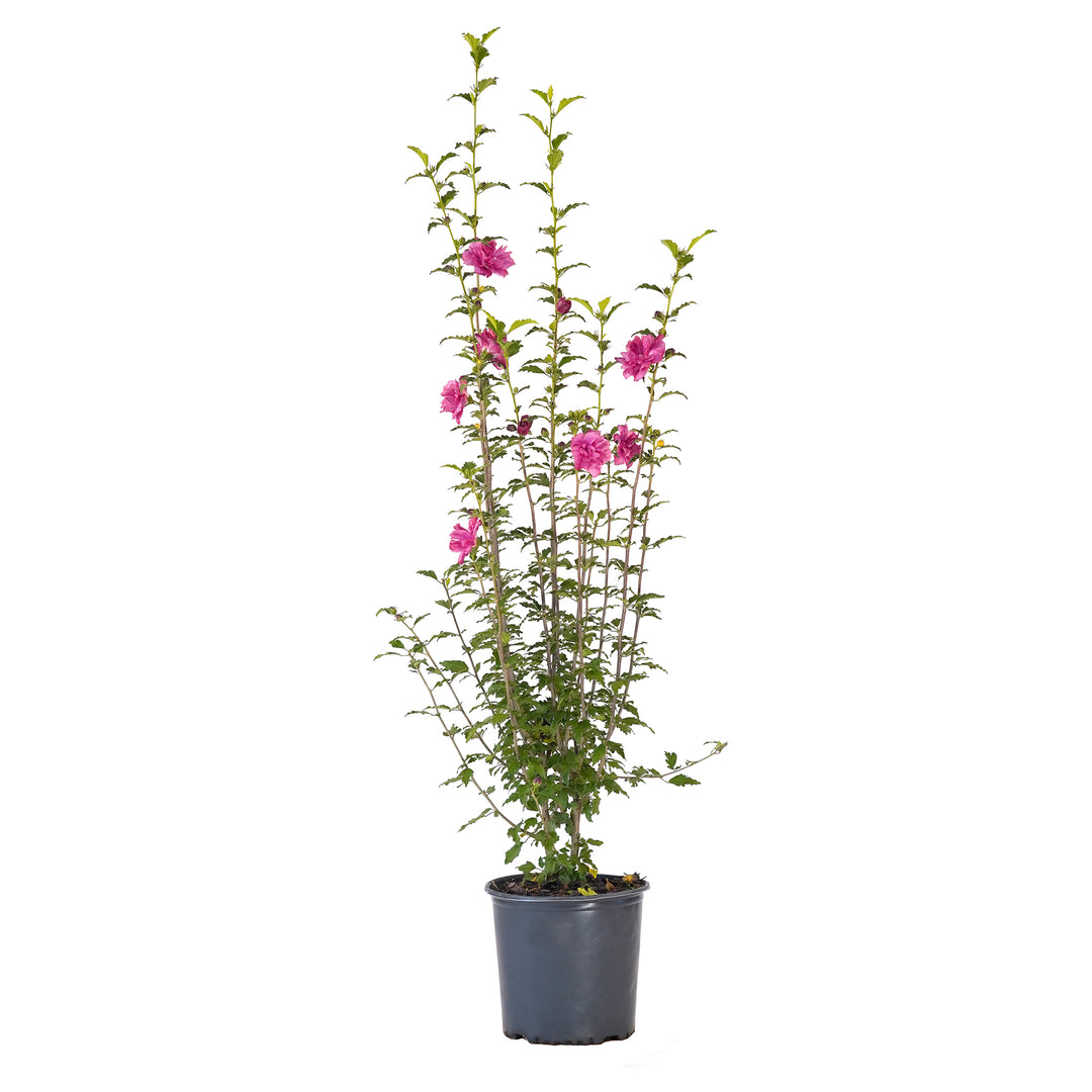 A potted Althea tree with upright, vase-shaped branches and medium to dark green leaves, showcasing large, pink-red flowers.