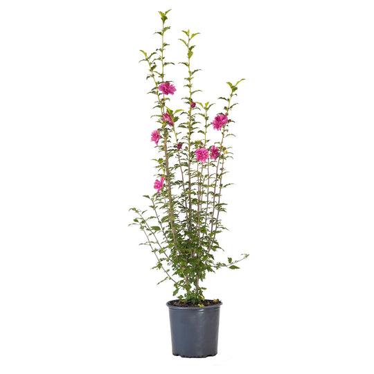 A potted Althea tree with upright, vase-shaped branches and medium to dark green leaves, showcasing large, pink-red flowers.