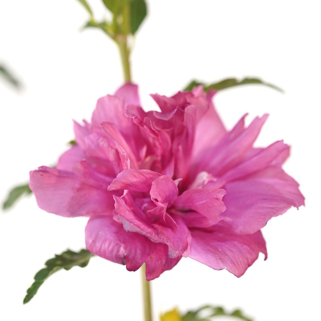 Close up of the large pink-red blooming flower 