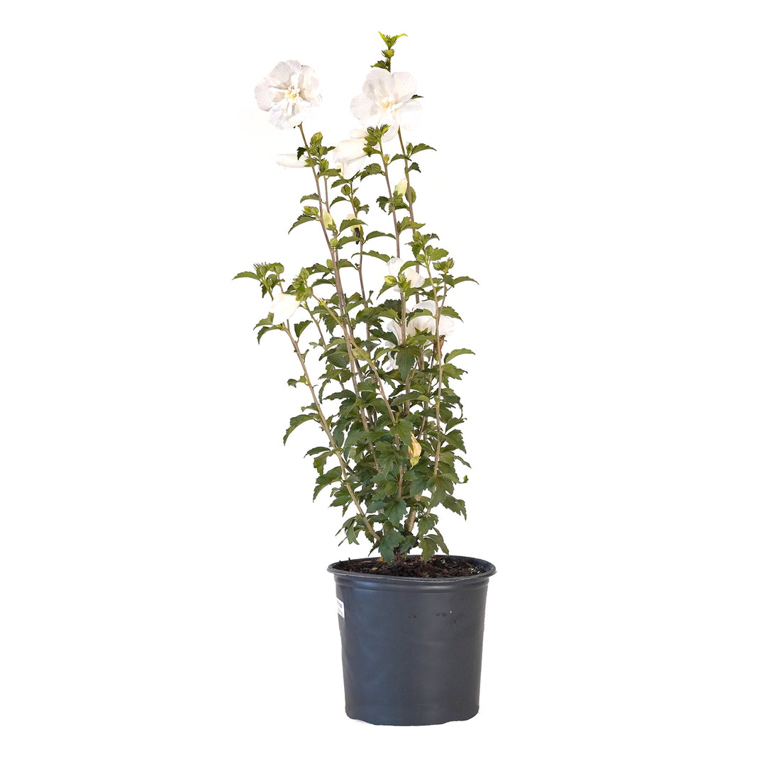 White Althea Rose of Sharon flowering shrub in a black nursery pot