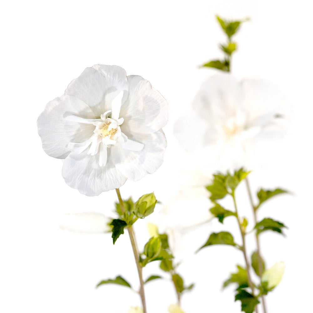 Detailed view of a ruffled white Althea Rose of Sharon flower blossom with green leaves and stems