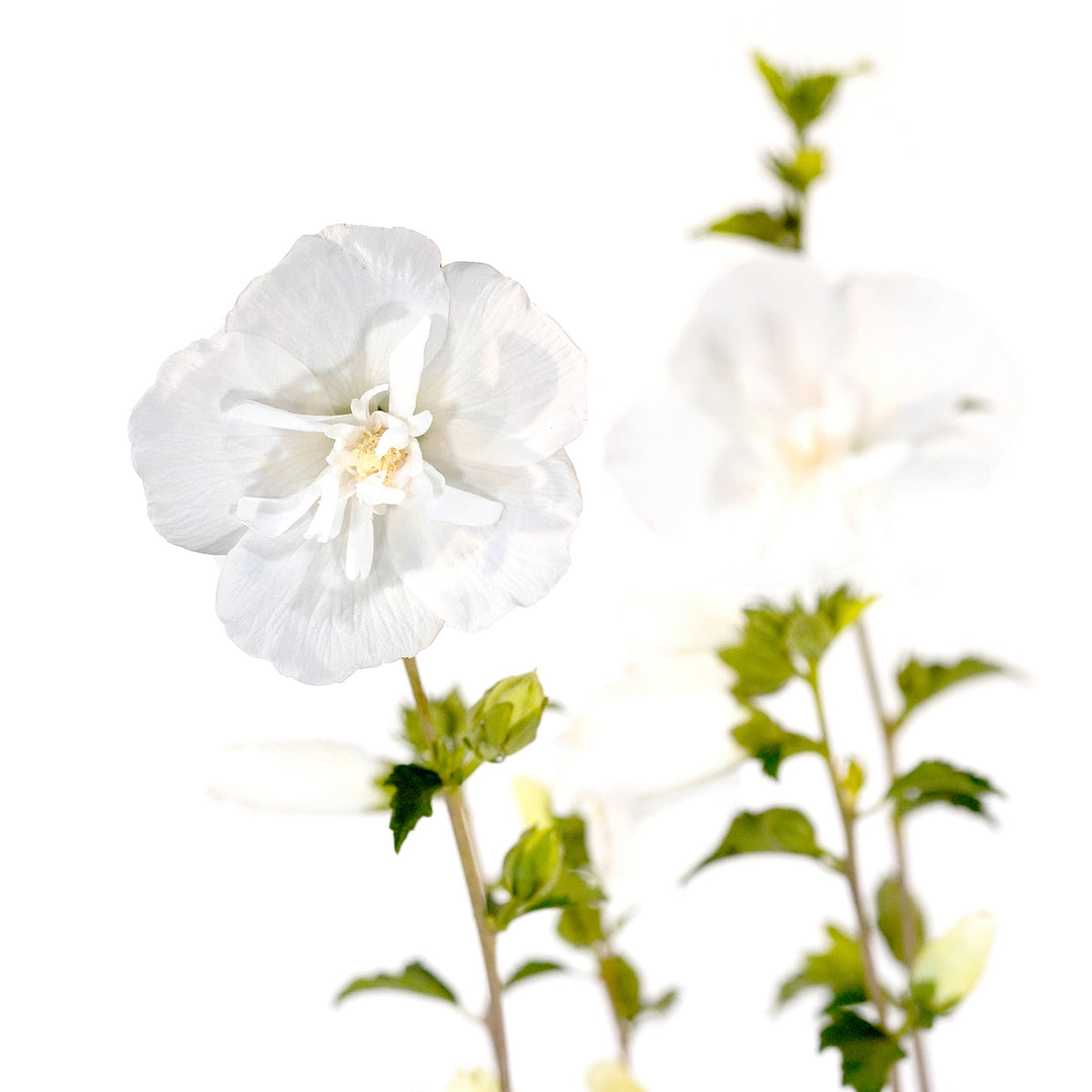 Detailed view of a ruffled white Althea Rose of Sharon flower blossom with green leaves and stems