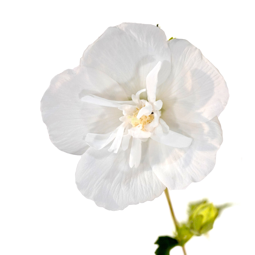Close-up of a fully bloomed White Althea Rose of Sharon flower blossom with a green bud
