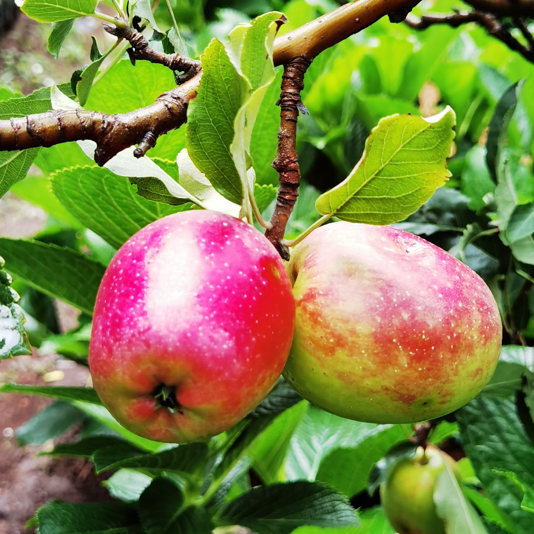 A close-up of ripening Anna apples with a pinkish-red blush on a tree branch