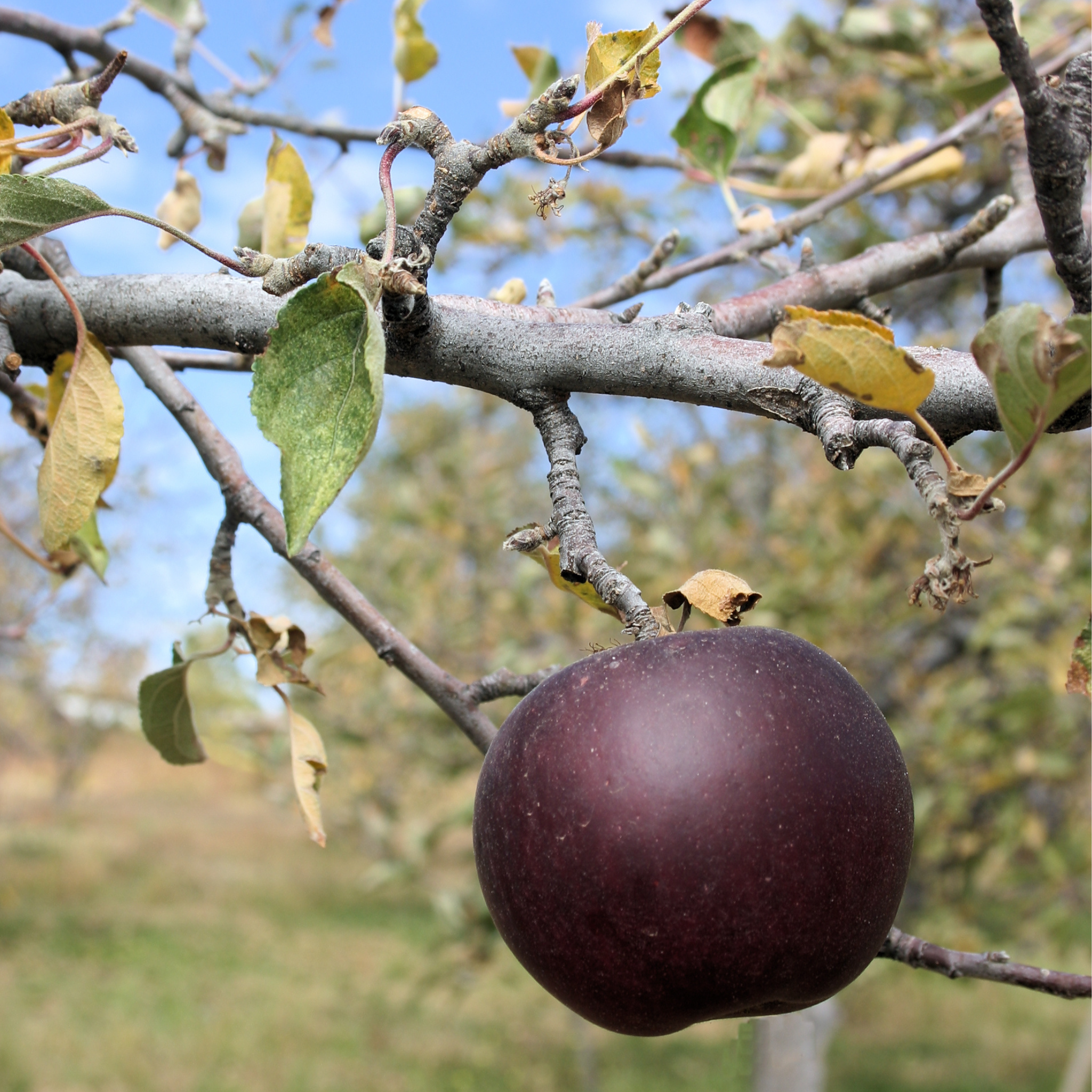 A close-up of a ripening Arkansas Black apple with dark purple skin on a tree branch