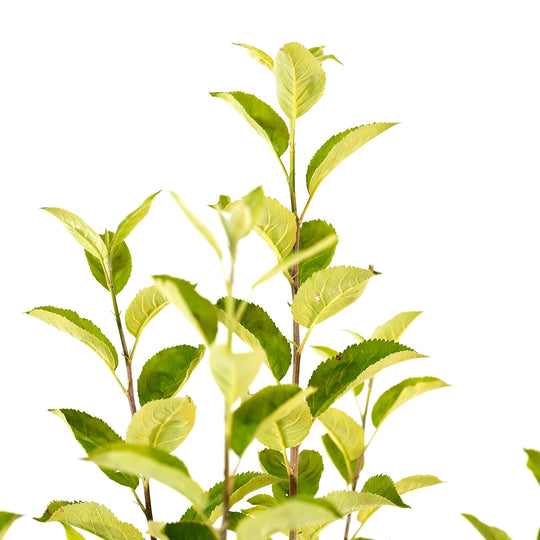 Close up of the leaves of an apple cocktail tree