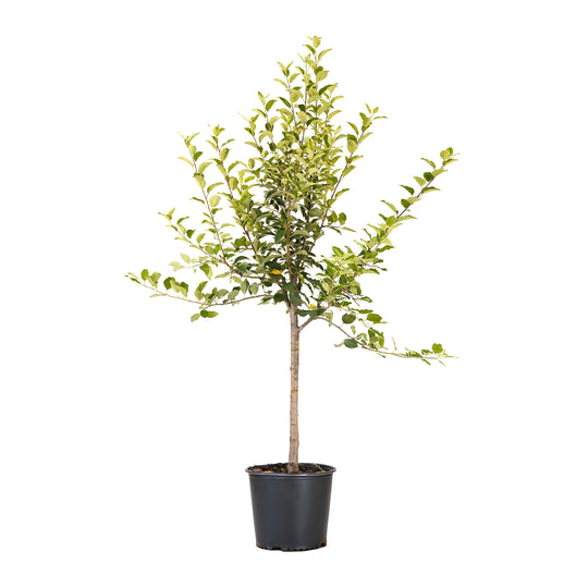 Potted Apple Cocktail tree with a green leaf canopy and slender trunk against a white background