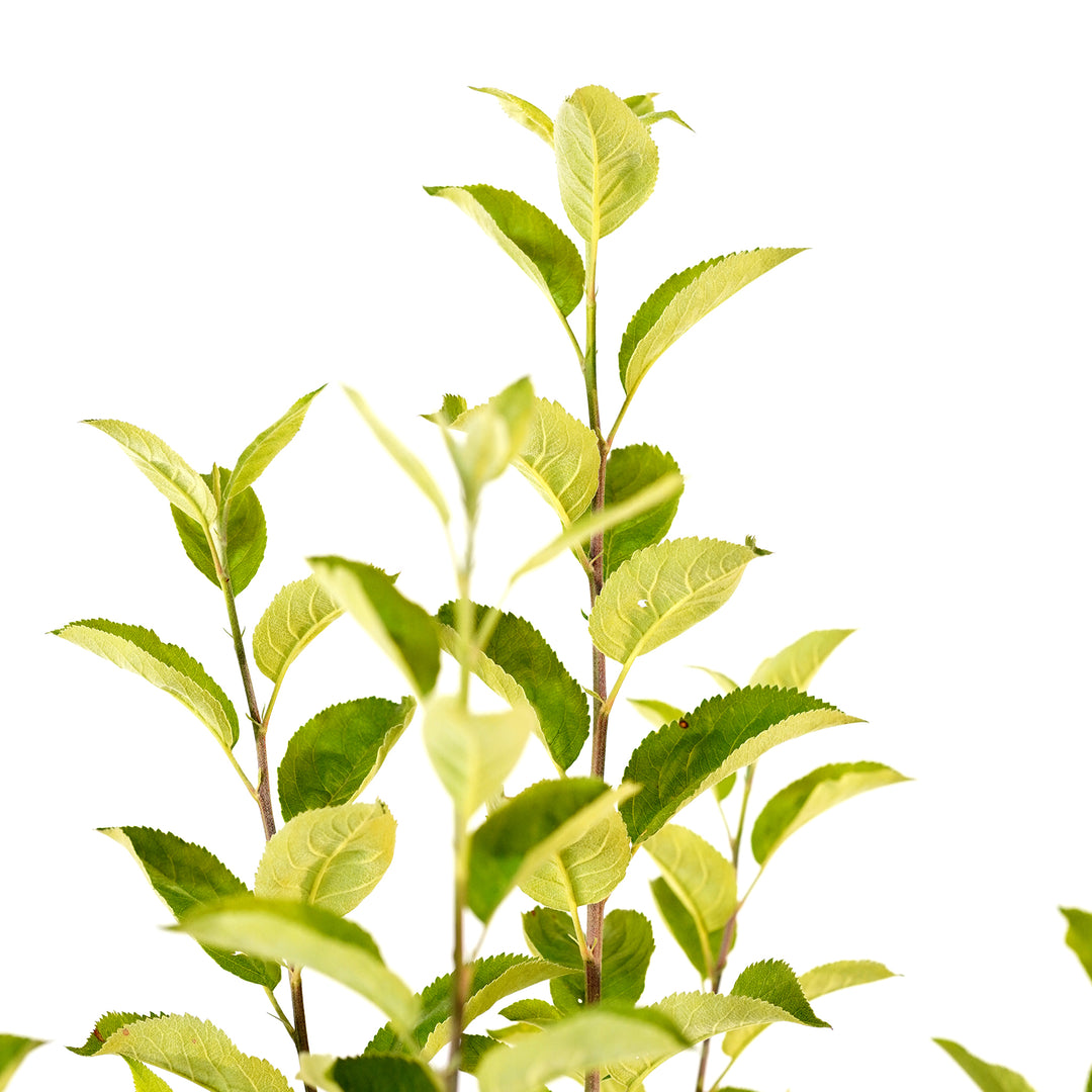 Close-up of healthy green foliage on a multi-graft Apple Cocktail tree branch