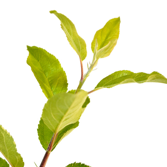 Macro close-up of a new green growth tip and leaves on an Apple Cocktail tree branch against a white background