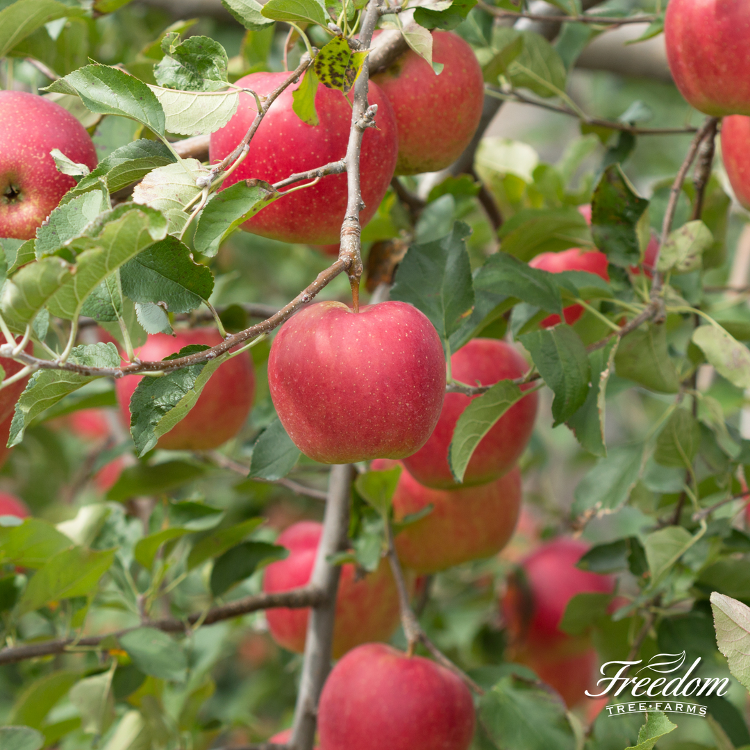 A close-up of a ripening Fuji apple with a red blush on a tree branch