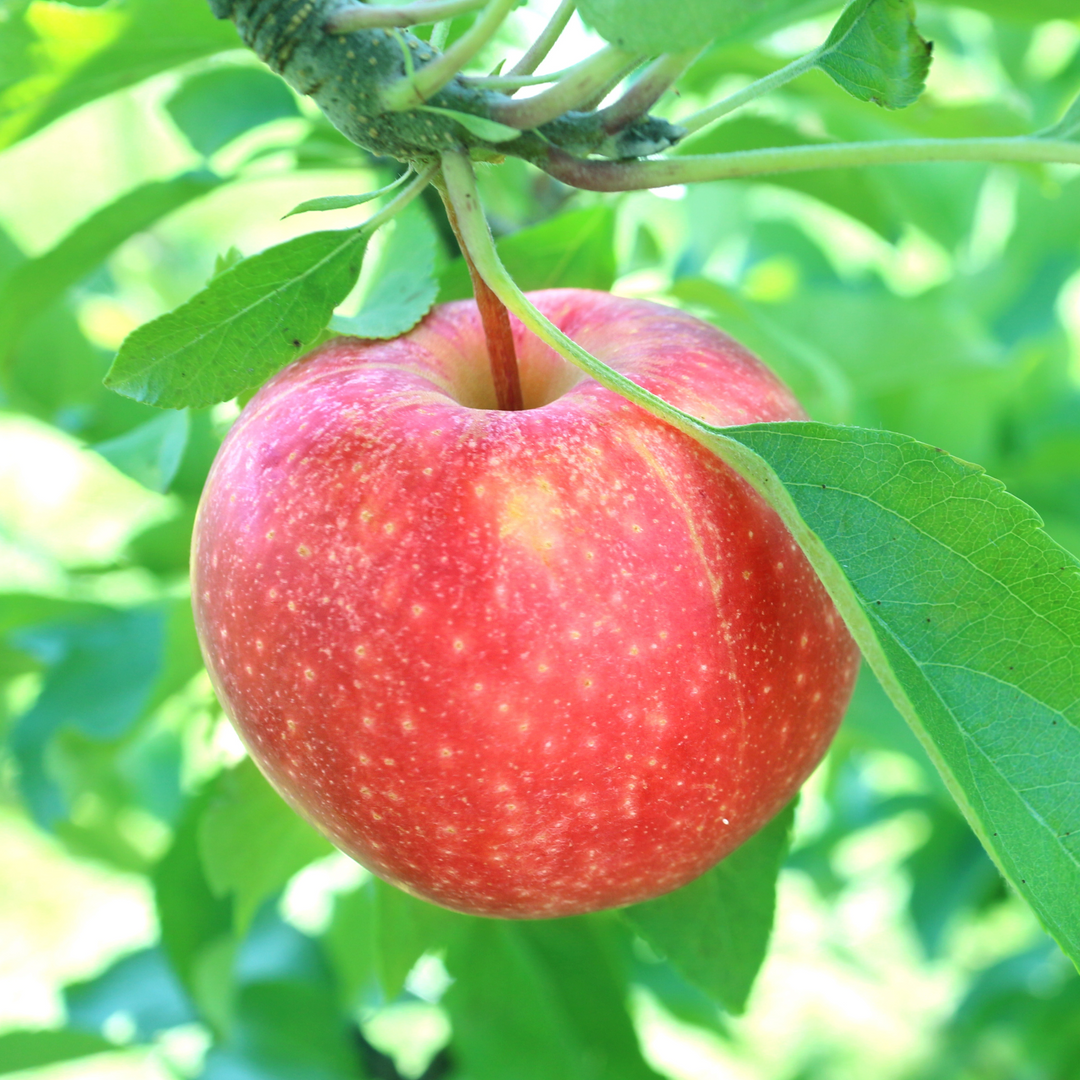 A close-up of a ripening Gala apple with red and pink stripes on a tree branch