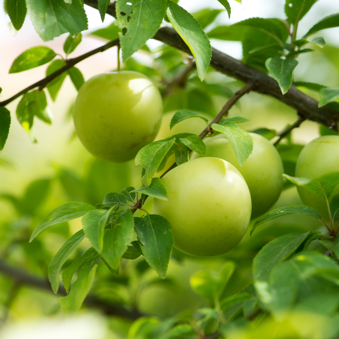 A close-up of a cluster of bright green Granny Smith apples ripening on a tree branch