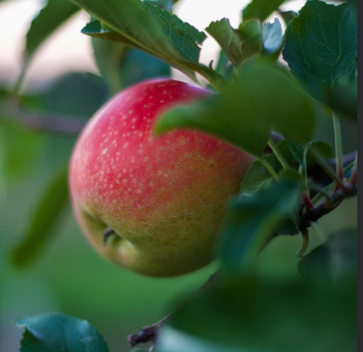A close-up of a ripening Honeycrisp apple with mottled red and yellow skin on a tree branch