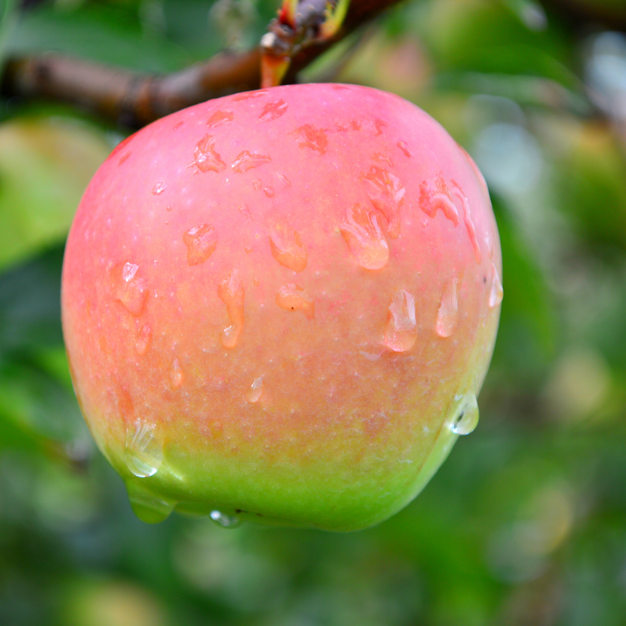 A close-up of a ripening Jonagold apple with a pink-red blush and water droplets on a tree branch