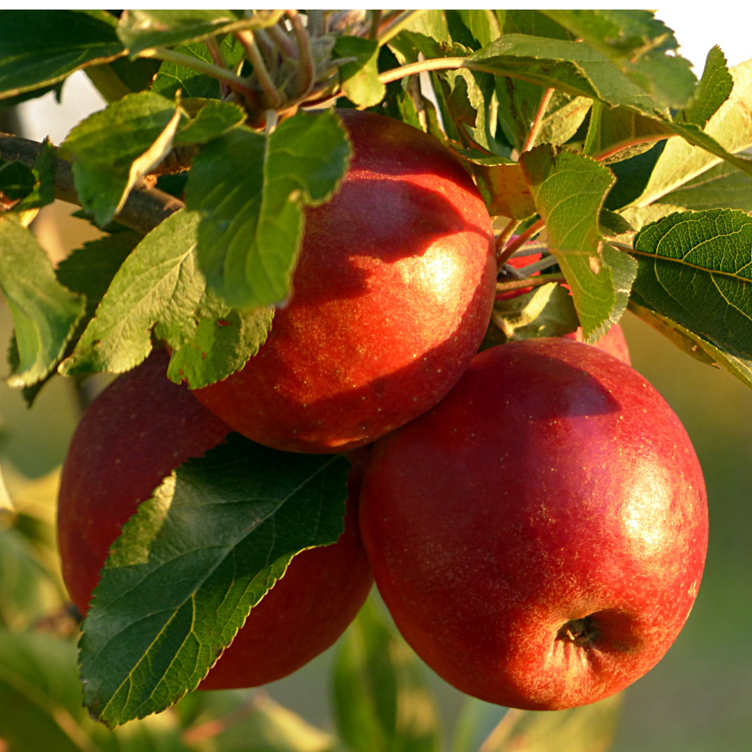 A close-up of a cluster of ripe red Jonathan apples on a tree branch