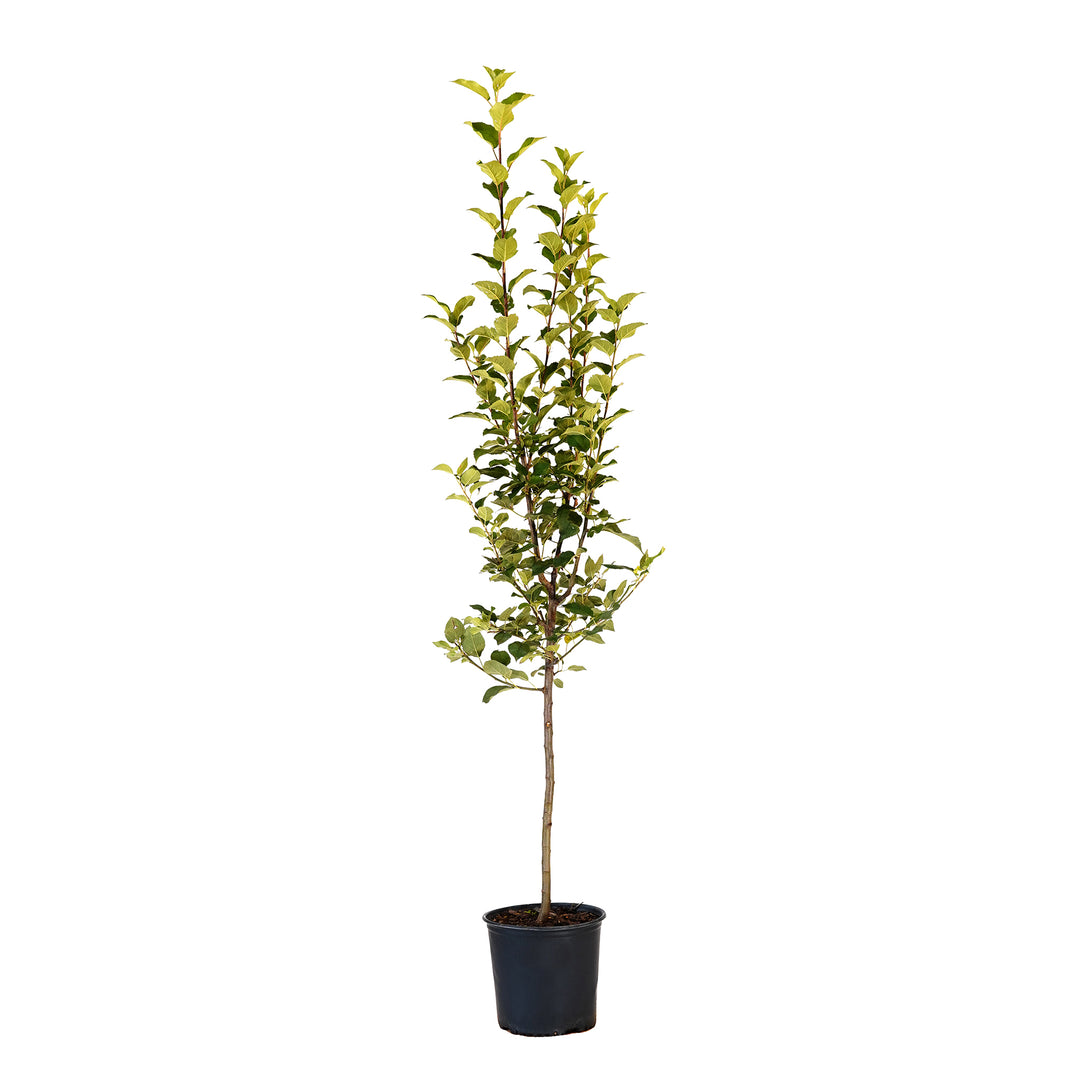 A container-grown Kudos Apple tree with lush green leaves and a straight trunk