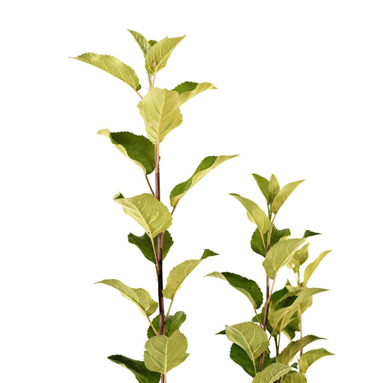 Close-up of young branches with vibrant green leaves on a Kudos Apple tree