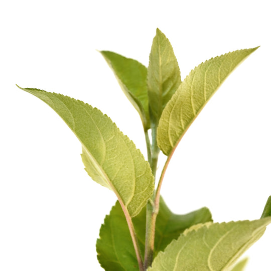 Detailed close-up of vibrant green spring leaves on a Kudos Apple tree branch