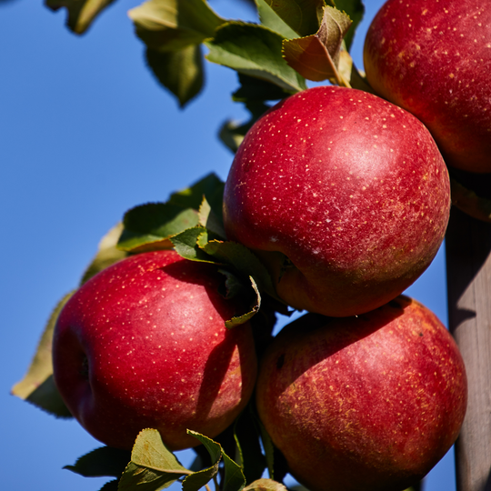 A close-up of a cluster of three ripe red Kudos apples on a tree branch