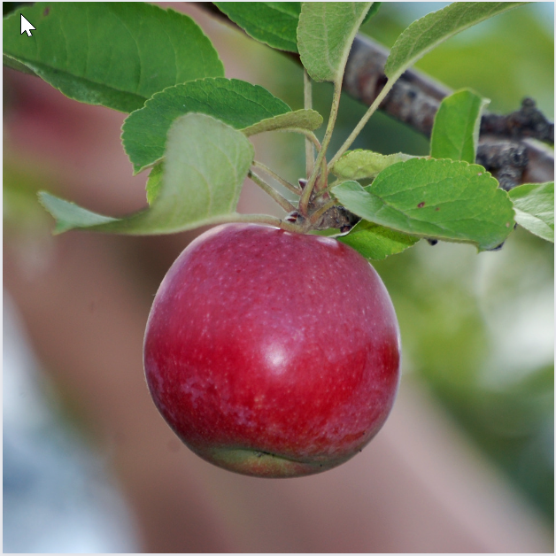 A close-up of a ripening McIntosh apple with a red and green skin on a tree branch