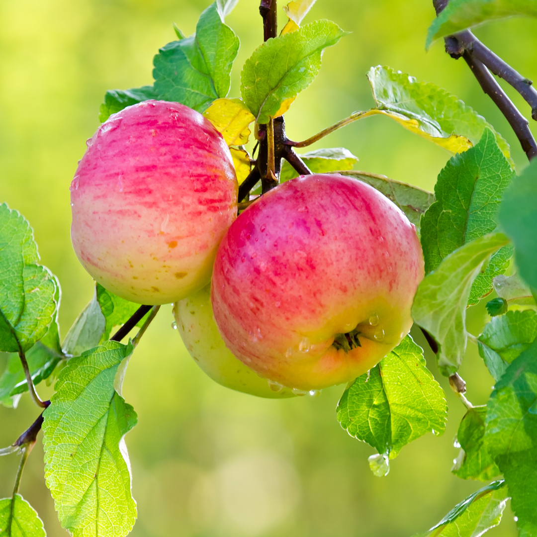 Close-up of ripening Mollie Delicious apples with a pink-red blush on a tree branch