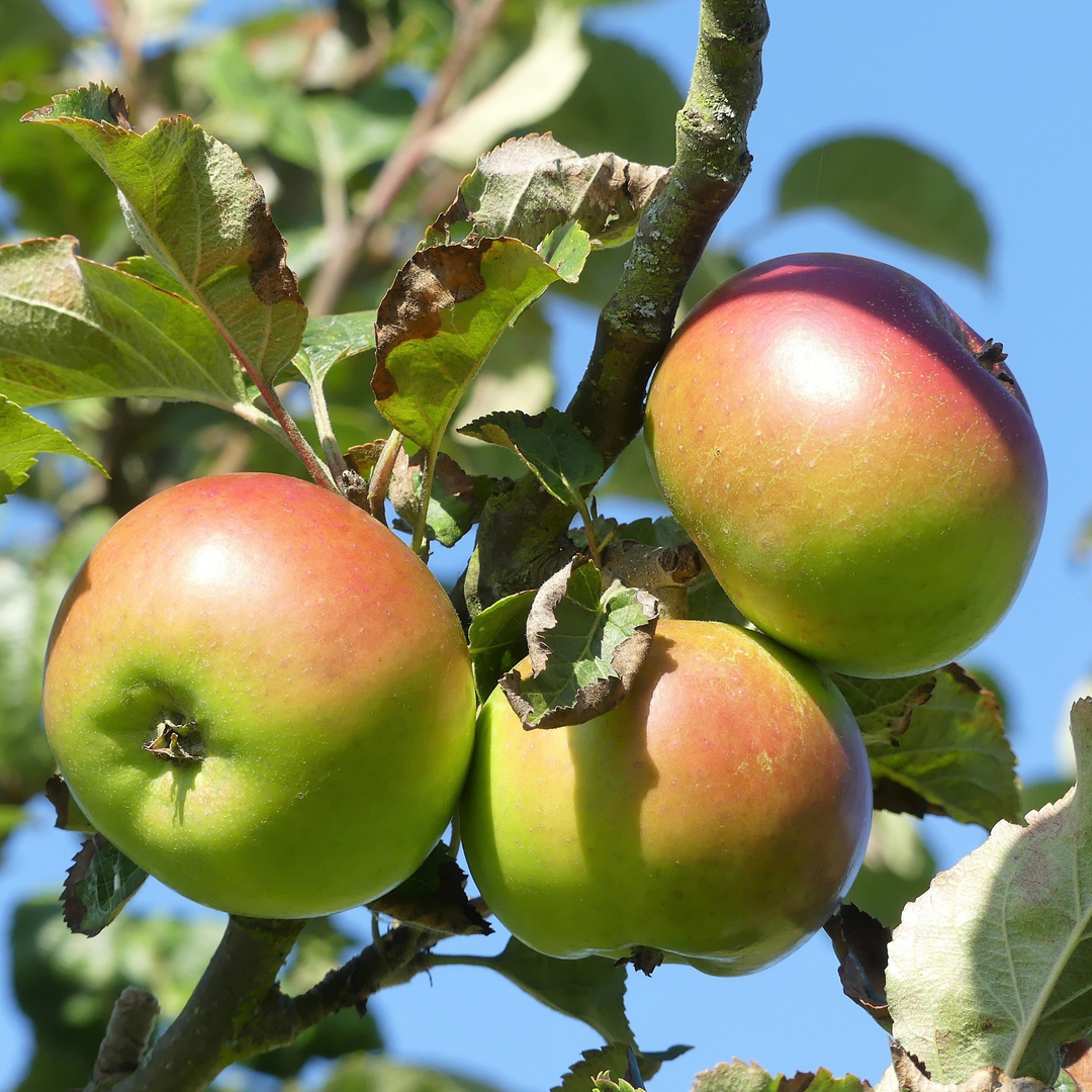 A close-up of a cluster of ripening Mutsu apples with a red blush on a tree branch