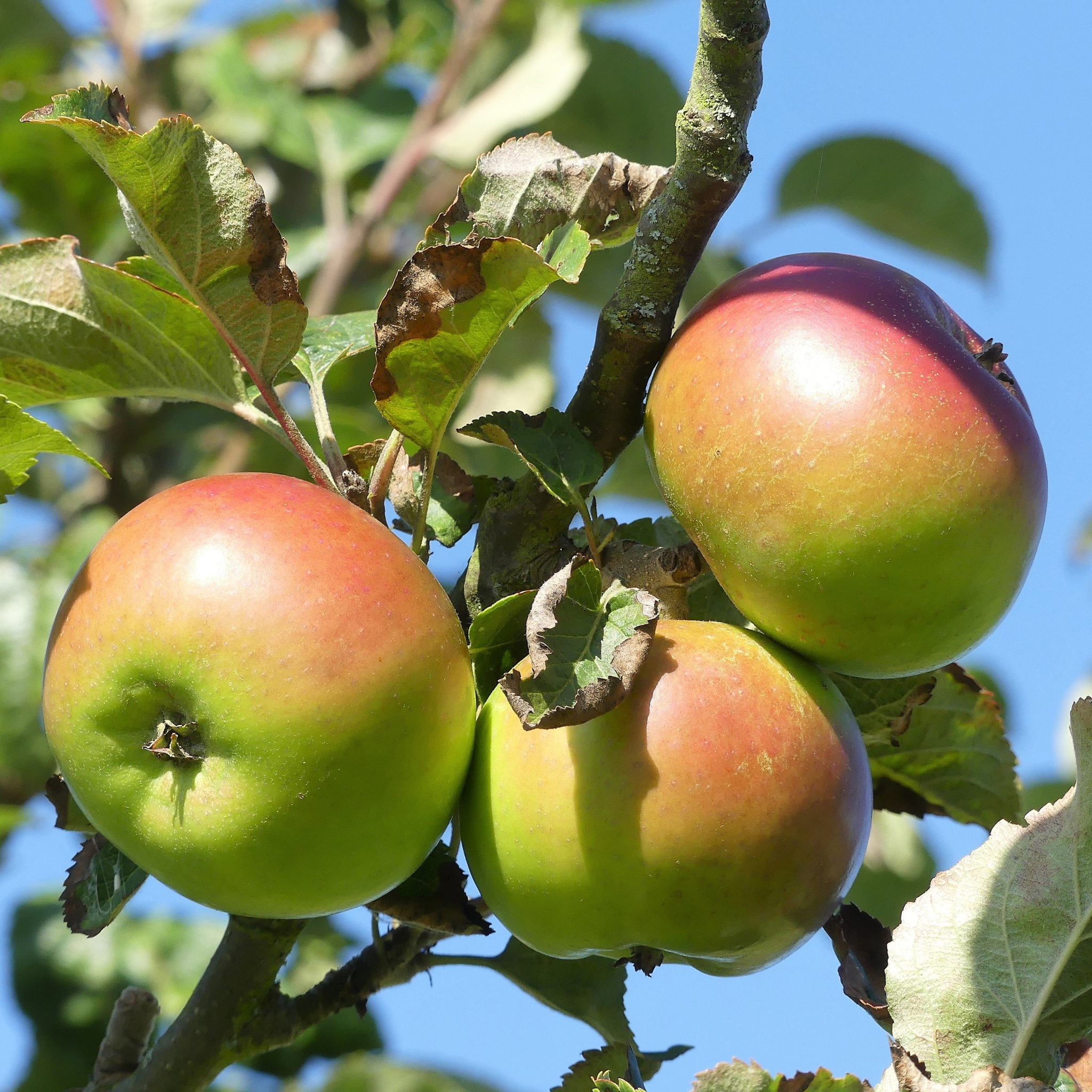 A close-up of a cluster of ripening Mutsu apples with a red blush on a tree branch