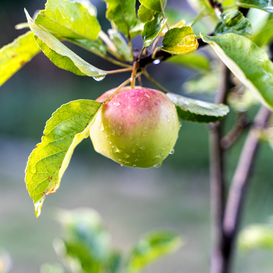 A close-up of a ripening Northern Spy apple on a tree branch with green leaves