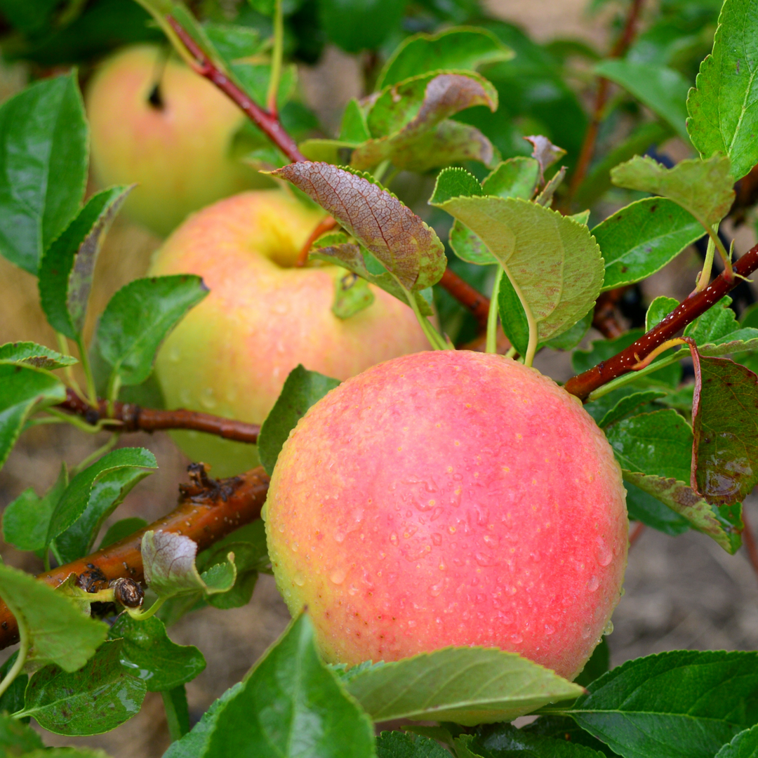 Close-up of ripening Pink Lady apples with a pinkish-red blush on a tree branch
