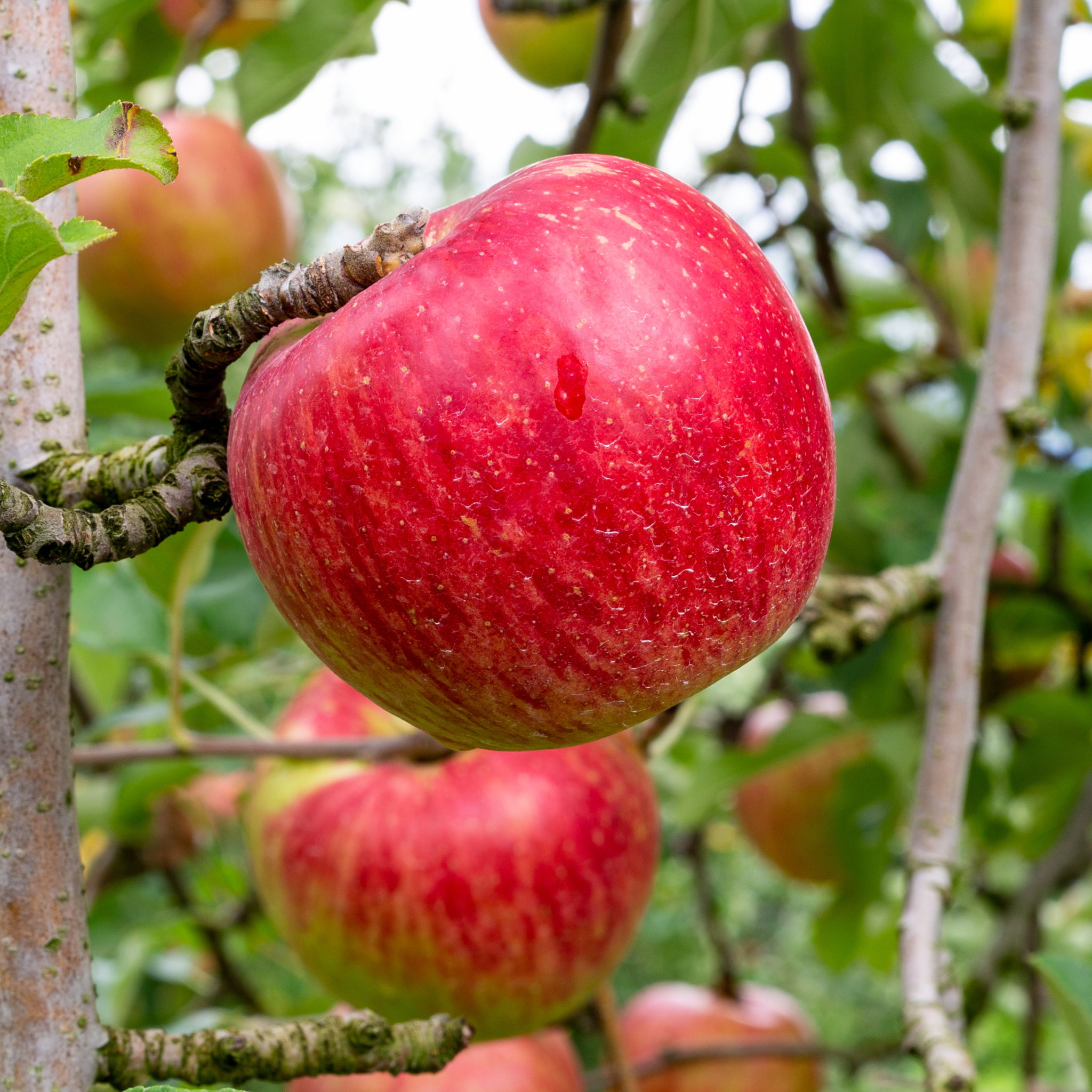 A close-up of a ripening Red Delicious apple on a tree branch with green leaves