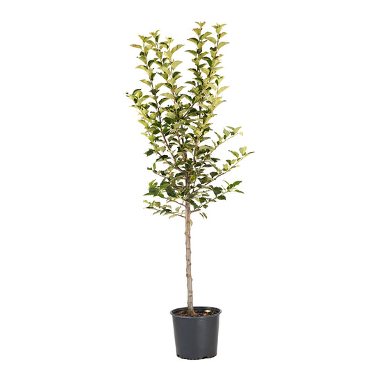 Potted Stayman Winesap Apple tree featuring a straight trunk and green leaf canopy against a white background