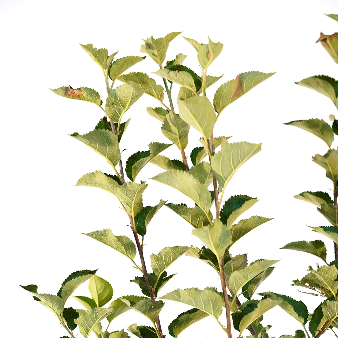 Close-up of healthy branches and green foliage on a Stayman Winesap Apple tree against a white background