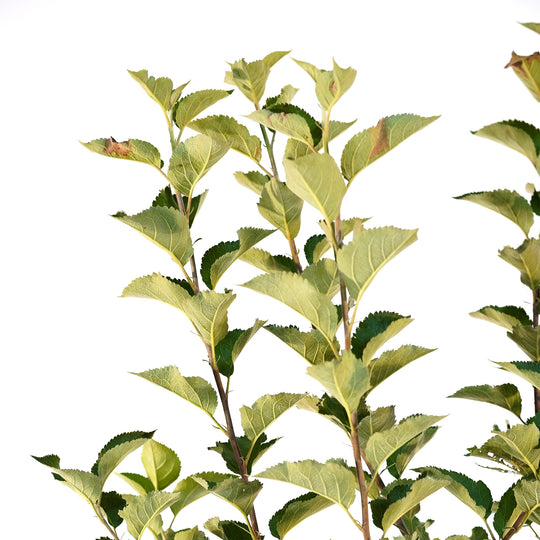 Close-up of healthy branches and green foliage on a Stayman Winesap Apple tree against a white background