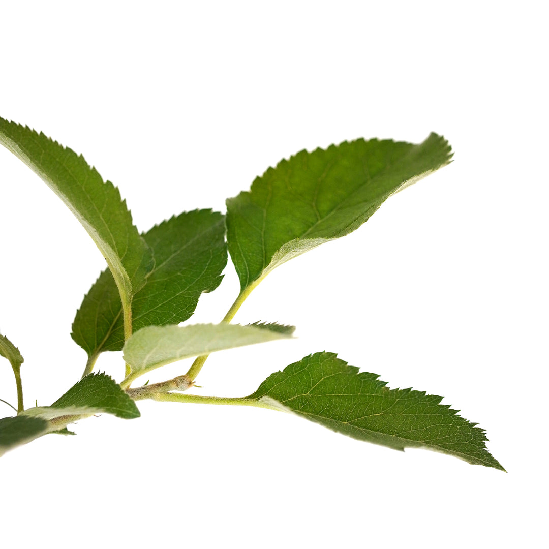 Macro close-up of a healthy stem and vibrant green leaves on a Stayman Winesap Apple tree branch against a white background