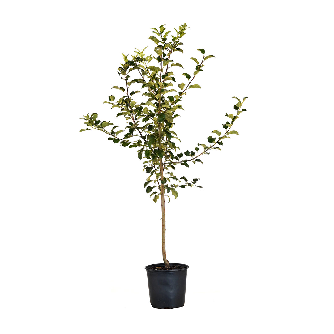 Potted Triumph Apple tree featuring a straight trunk and green leaf canopy against a white background