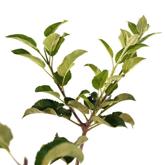 Close-up of a healthy branch with vibrant green foliage on a Triumph Apple tree against a white background