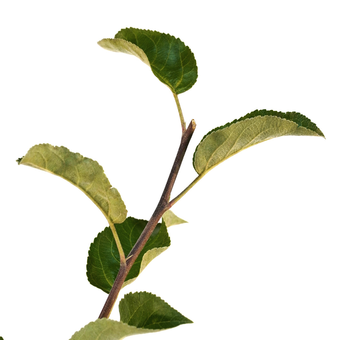 Macro close-up of a healthy stem tip and vibrant green leaves on a Triumph Apple tree branch against a white background