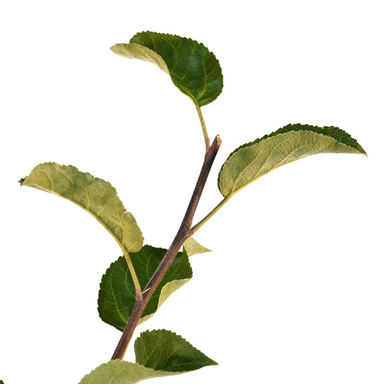 Macro close-up of a healthy stem tip and vibrant green leaves on a Triumph Apple tree branch against a white background