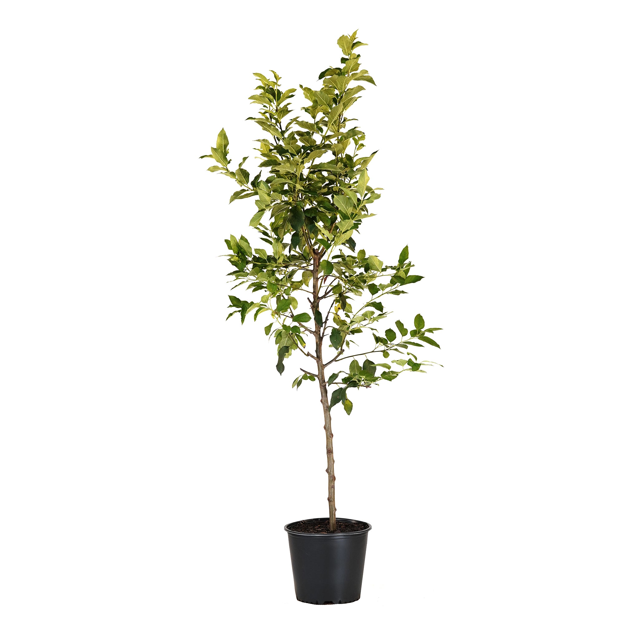 Potted Tropic Sweet Apple tree featuring a straight trunk and green leaf canopy against a white background