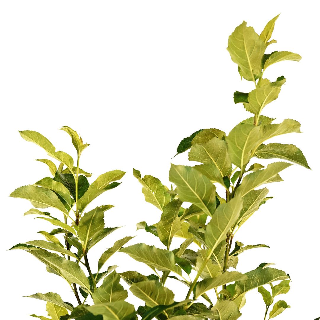 Close-up of a healthy branch with vibrant green foliage on a Tropic Sweet Apple tree against a white background