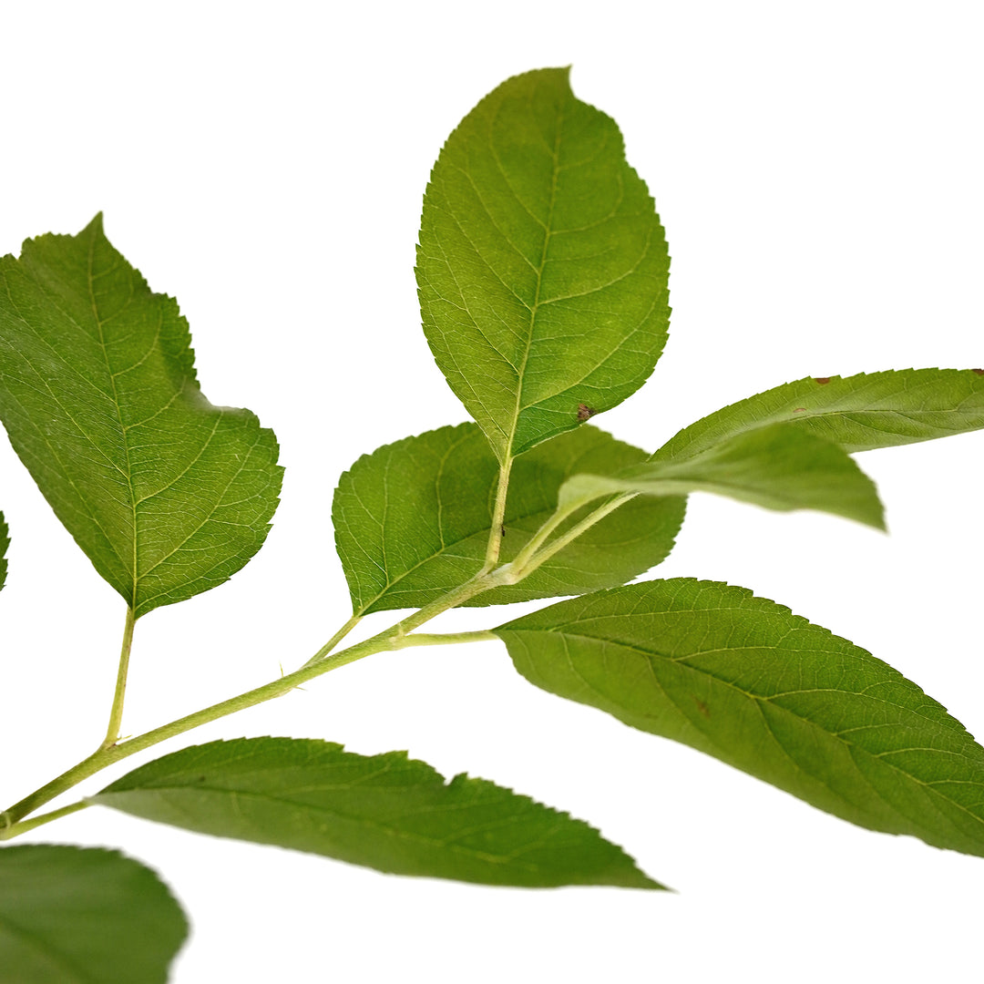 Detailed view of the healthy foliage and serrated green leaves on a live Tropic Sweet Apple fruit tree