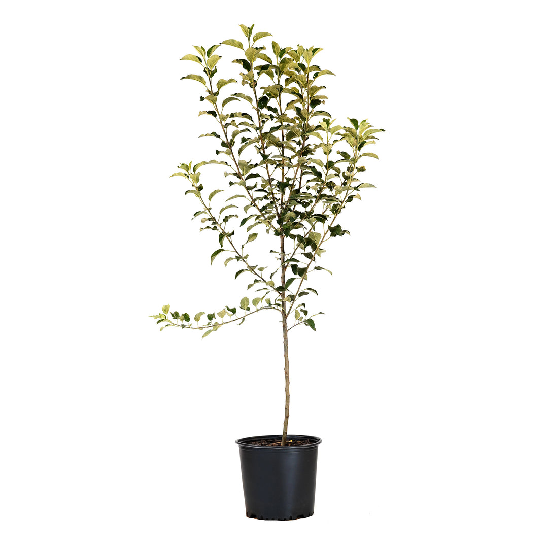 Potted Wolf River Apple tree featuring a straight trunk and green leaf canopy against a white background