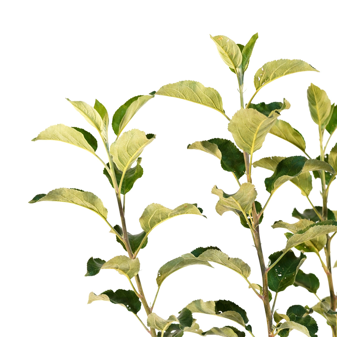 Close-up of a healthy branch with vibrant green foliage on a Wolf River Apple tree against a white background