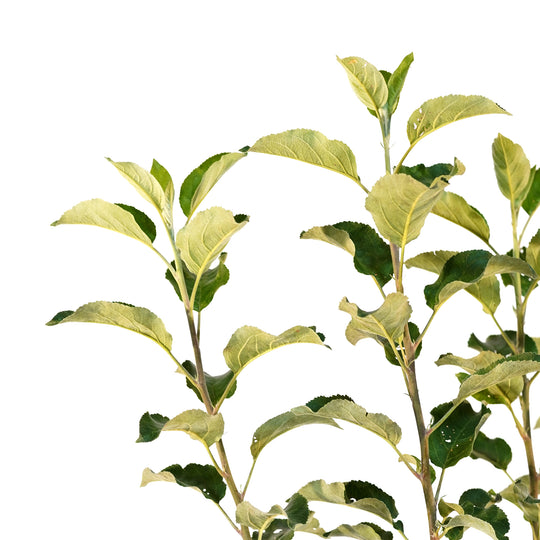 Close-up of a healthy branch with vibrant green foliage on a Wolf River Apple tree against a white background
