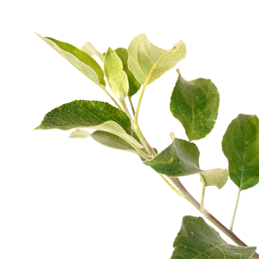 Detailed view of healthy young foliage and branch structure on a live Wolf River Apple fruit tree