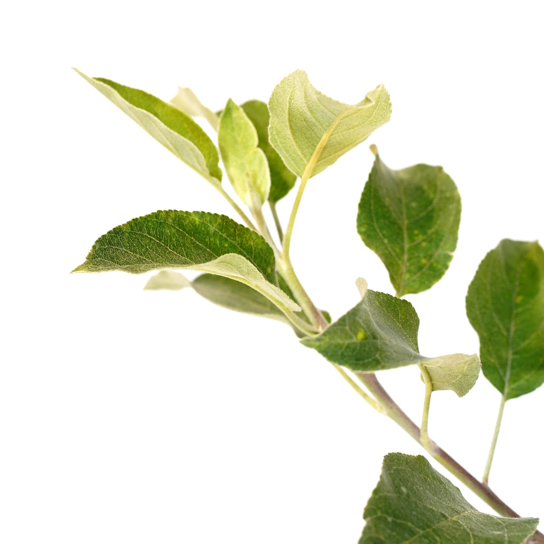 Detailed view of healthy young foliage and branch structure on a live Wolf River Apple fruit tree