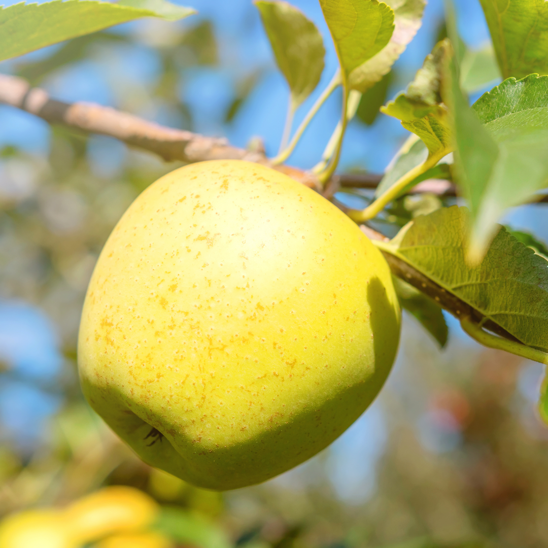 A close-up of a ripening Yellow Delicious apple on a tree branch with green leaves