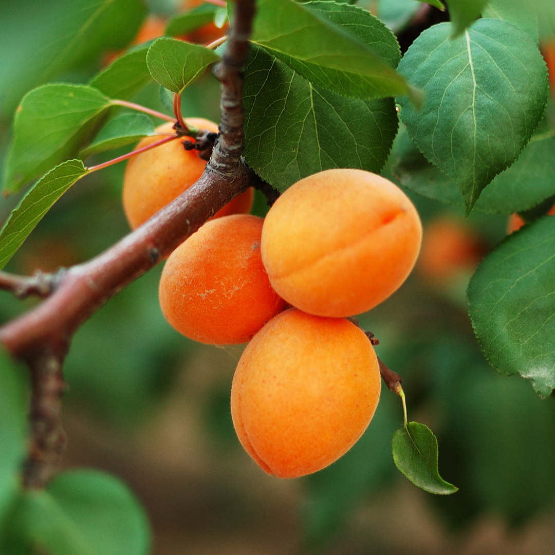 Close-up of ripe golden-orange fruit growing on a Moorpark Apricot tree